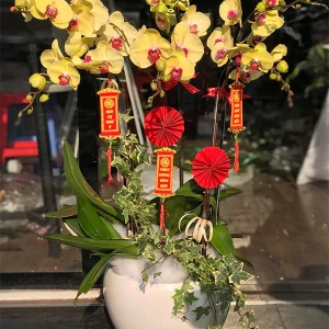 Chậu Lan Hồ Điệp - 048