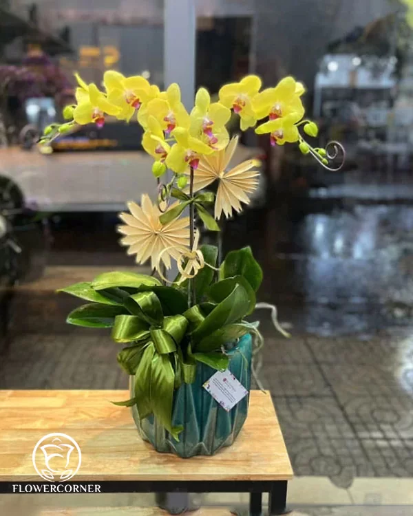 Chậu Lan Hồ Điệp - May Mắn