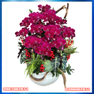 Chậu lan hồ điệp chưng sảnh chung cư BENHILL Thuận An
